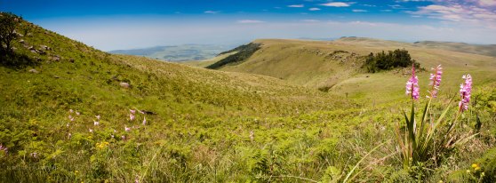 The slopes of Mt. Gilboa. Watsonia densiflora in the foreground. 