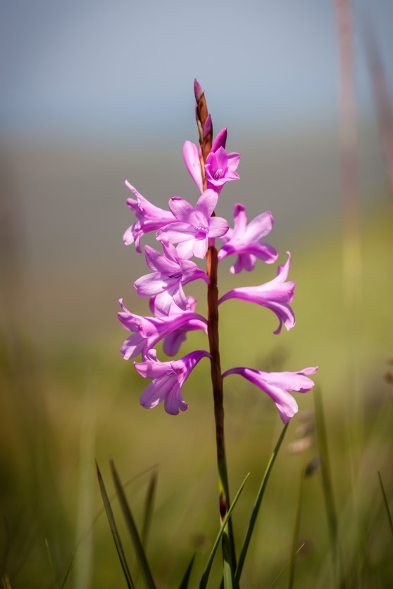 Watsonia lepida, common veld iris and long tongue fly host plant.