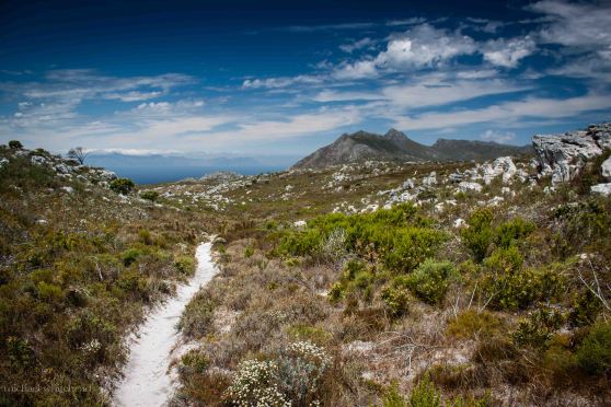 Red Hill fynbos track