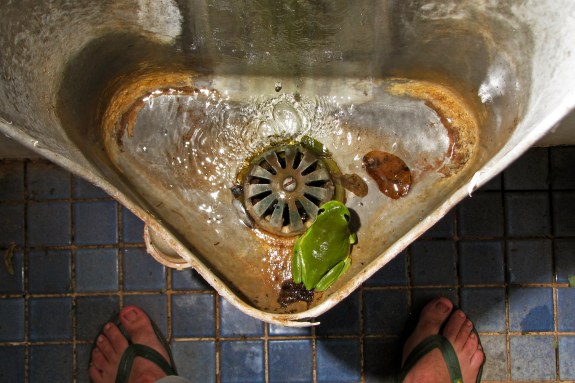 Littoria caerulea find respite from day's dry heat by hanging out in the toilets. 