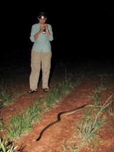 Tablelands Hwy denizen with biologist for scale - Black-headed python