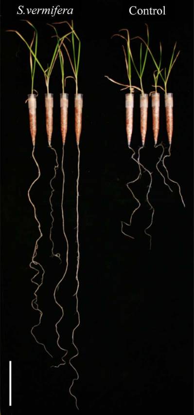 raycraven-sebacina-worldjmicro-2016