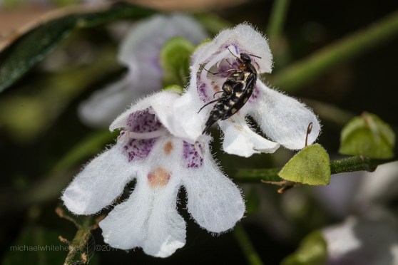 24327674337_af6781d027_o