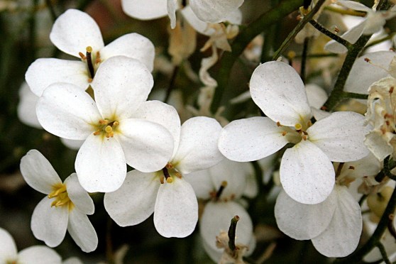 Alpen-Gänsekresse_(Arabis_alpina)_5666