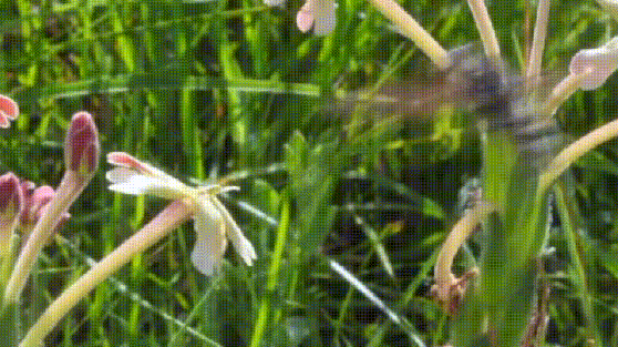 PROBOSCIS PROBLEMS - Imgur