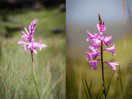 Screenshot 2018-10-30 15.09.50