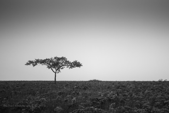 8258581220_a906d53112_o